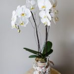 Flower Shop West Kelowna | Passionate Blooms Floral Design | Phalaeonopsis Orchid Plant