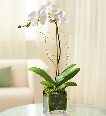 Flower Shop West Kelowna | Passionate Blooms Floral Design | potted orchid