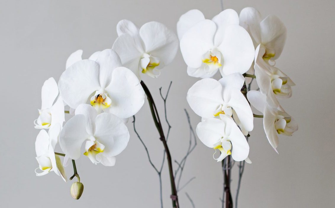 Flower Shop West Kelowna | Passionate Blooms Floral Design | Orchids